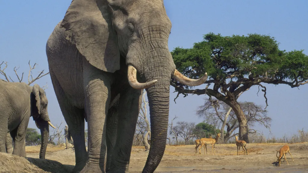 Sloni v Botswaně