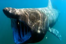 Vědci natočili romantické námluvy žraloků velikých. Drží se při nich za ploutve