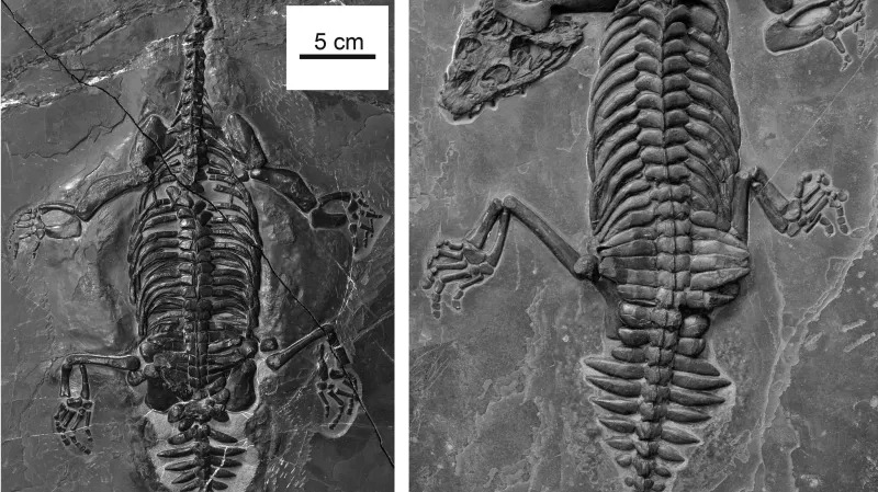 Kostra Brevicaudosaura jiyangshanensis