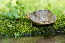 Ostravské zoo se podařil odchov želvy chrámové. Ve volné přírodě jí hrozí vyhynutí