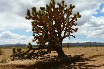 Na Sahaře je mnohem více stromů, než se předpokládalo. Našla je teď umělá inteligence NASA