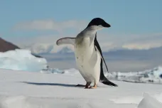 Vědci z Brna odlétají do Antarktidy, podmínkou je negativní test a karanténa v Chile