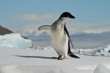 Vědci z Brna odlétají do Antarktidy, podmínkou je negativní test a karanténa v Chile