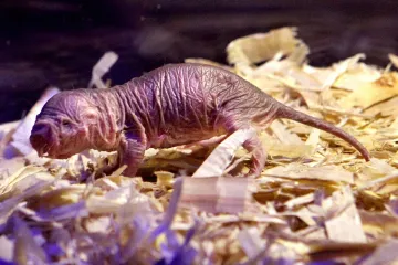 Čeští vědci popsali nový druh rypoše. Je to specialista na přežití