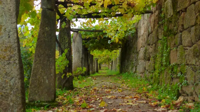 Vinná réva vtiskla kraji kolem Doura ducha