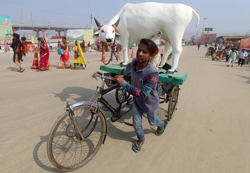 Muž s plastikou krávy na svém bicyklu v ulicích indického Iláhábádu během hinduistického Pitcher Festivalu