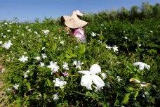 Výkyvy počasí ztěžují výrobu parfémů. Dopadají na pěstitele květin