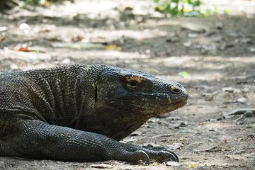Varani komodští mají zuby potažené železem, zjistili vědci