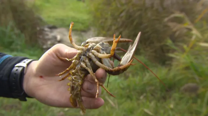 V bahně Dokeské zátoky uvízli i raci