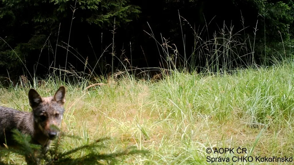 Fotopast zachytila vlka