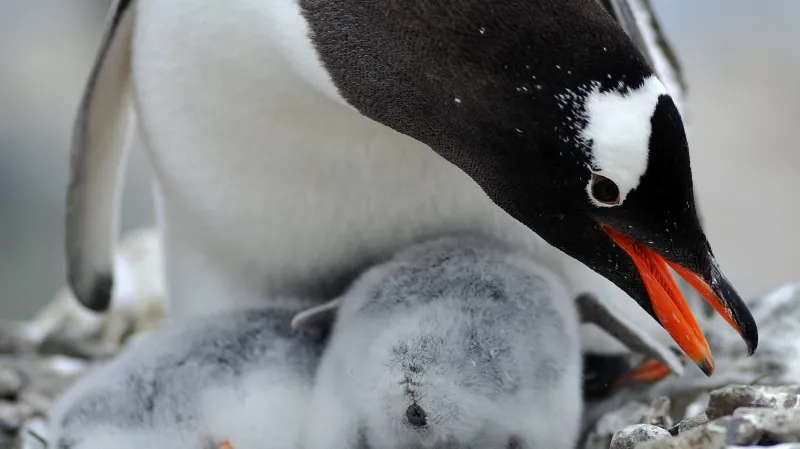 Antarktida není mrtvý kontinent