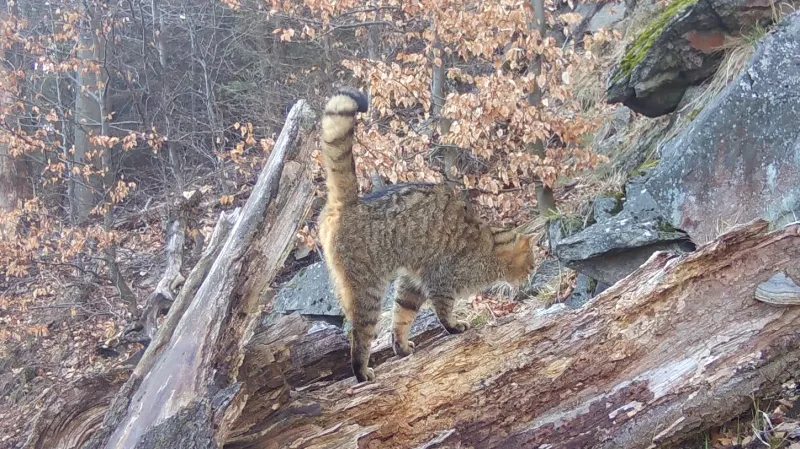 Pozorování kočky divoké v Česku