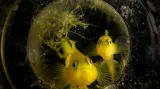 Makrofotografie kompaktním fotoaparátem: "Yellow Gobies in a Bottle"  Yellow Pygmy Gobies