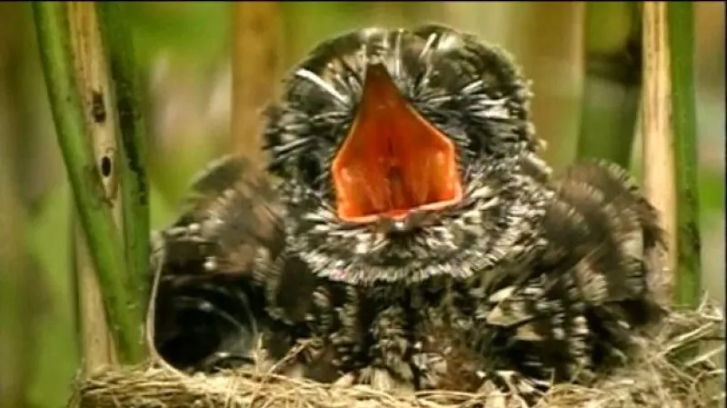 I ptáci mají svá nářečí, když po ránu zpívají