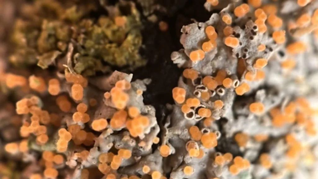 Houba Erythricium aurantiacum parazituje na lišejnících