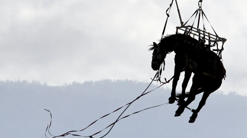 Záchrana a převoz koně pomocí helikoptéry hasičské jednotky z kalifornského okrsku Los Angeles