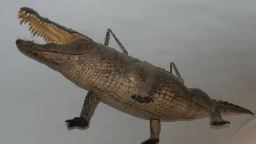 Brněnský drak (krokodýl)