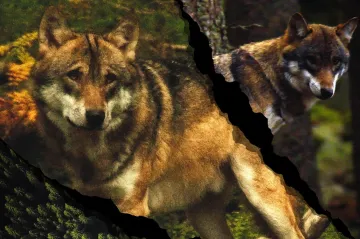 Návrat vlka. Dokument nabízí dva rozdílné pohledy chovatelů ovcí