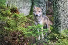Stát povolí odstřel problematických jedinců vlka