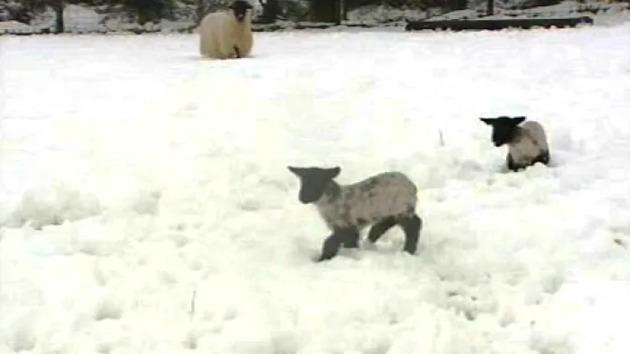 Sněhová kalamita v Británii ztrpčuje život i zvířatům