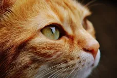 Na Korsice se našla legendární „liščí kočka“