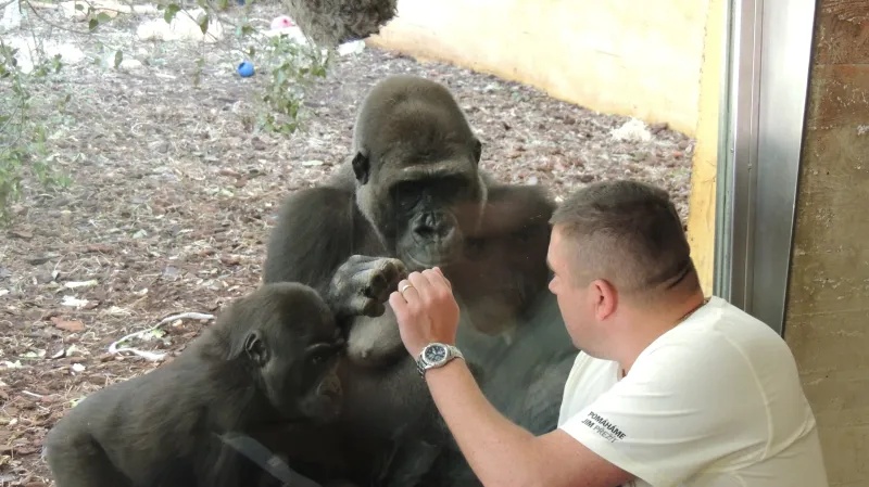 Bývalý chovatel pražské zoo Marek Ždánský navštěvuje Moju, první narozenou gorilu v ČR, ve španělském parku Cabárceno každý rok. Moja se v parku stala matkou samičky Duni. Patnáctiletá Moja (na snímku dvanáctiletá) svého bývalého chovatele poznává, i když Ždánský přichází ke sklu mezi běžnými návštěvníky. Snímek z 13. dubna 2015