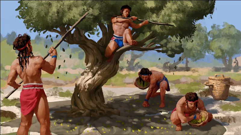 Sklizeň oliv na minojské Krétě