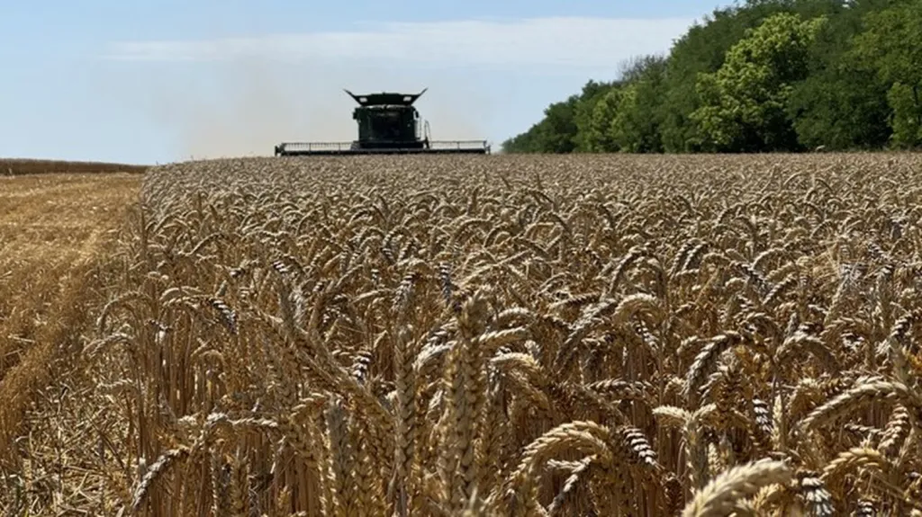 Sklizeň na ukrajinské farmě