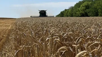 Sklizeň na ukrajinské farmě