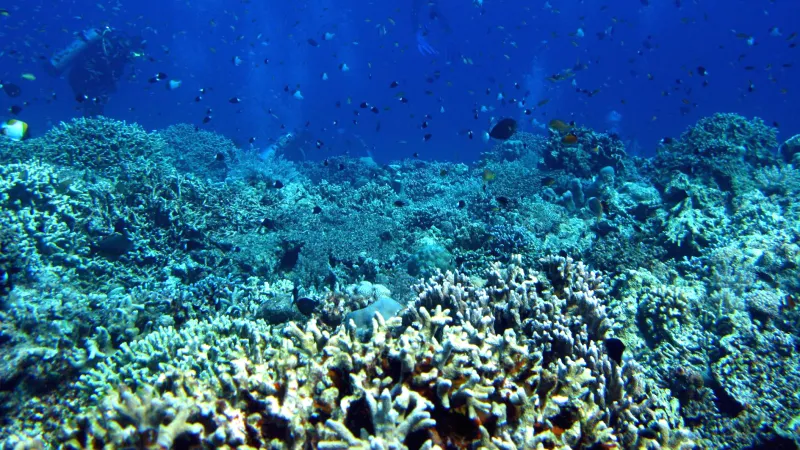 Korálový útes - ilustrační foto