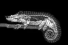 OBRAZEM: Poznáte známá zvířata jen podle jejich rentgenového snímku?