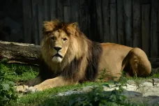 V olomoucké zoo uhynul sedmnáctiletý lev Šimon. Byl nejaktivnějším samcem na světě
