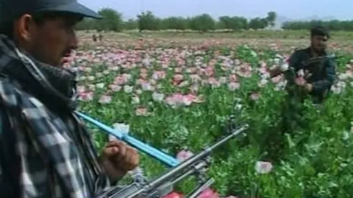 Pěstování máku v Afghánistánu