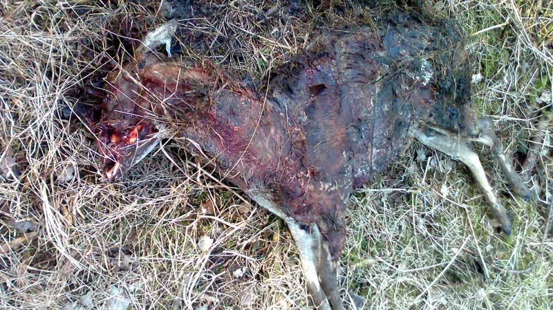 Upytlačené zvíře v oboře Holedná