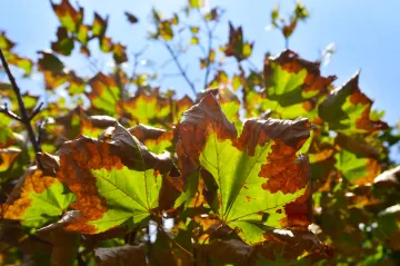 Ve městech kvůli suchu umírají stromy. Záchranu nabízí vaky s vodou