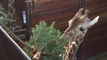Vánoční stromečky nakrmily i brněnské žirafy