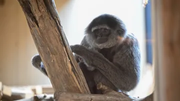 Nový pavilon gibonů stříbrných Gibonika v Zoo Zlín