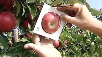 Měření jablek