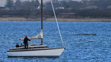 Uváznutá velryba u německého pobřeží, 29. března 2026