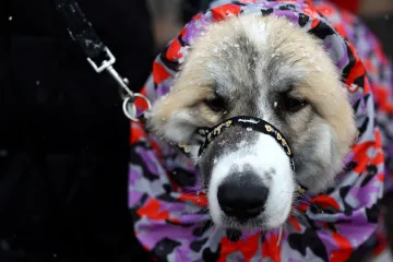 Pes je nejlepším přítelem člověka o tisíce let déle, než se předpokládalo