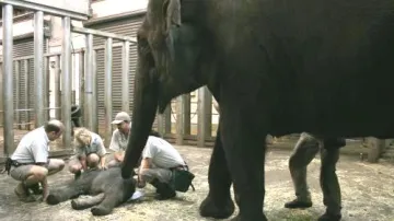 Slůně narozené v australské zoo Taronga