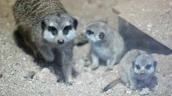 V únoru se v brněnské zoo narodila i mláďata surikat