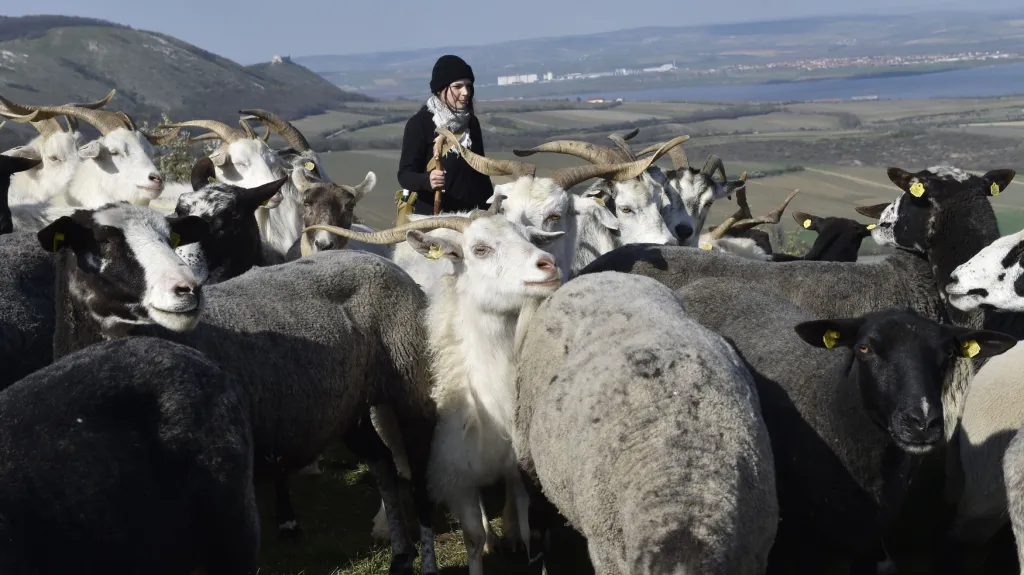 Pastýřka Kamila Zavadilová na Stolové hoře