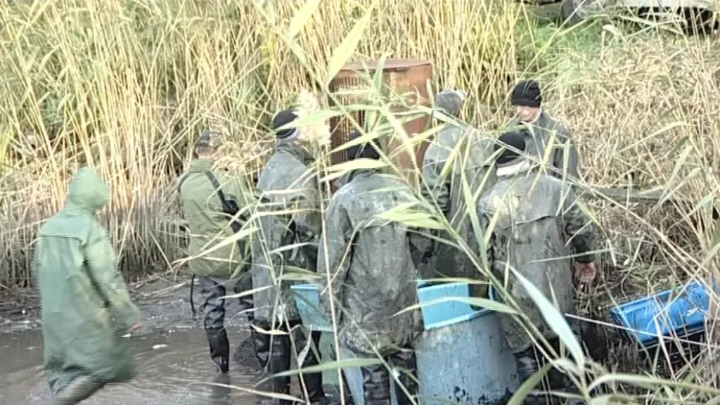 Výlov rybníku Sýpka v Písečné u Lužic