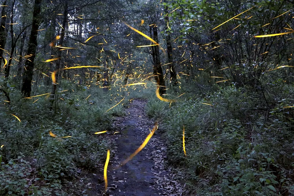 Synchronizovaný nálet světlušek při námluvách v pralese rezervace Santa Clara poblíž mexického města Nanacamilpa