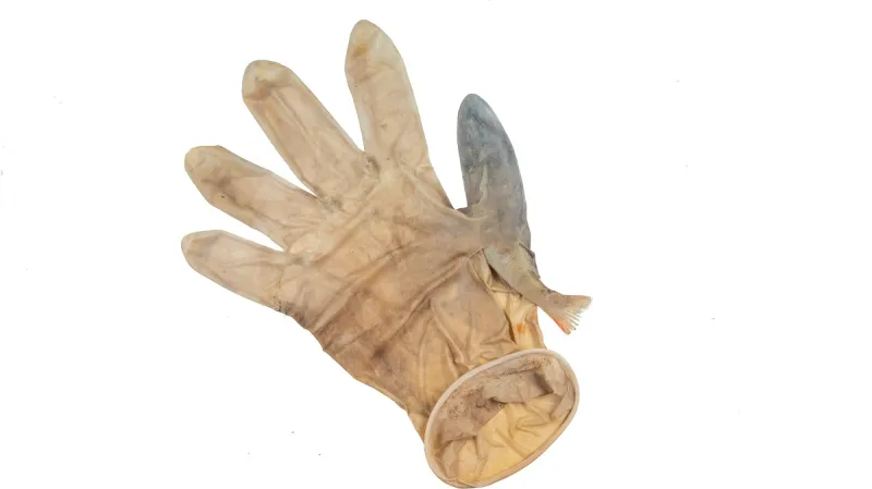 Okoun uvázlý v rukavici