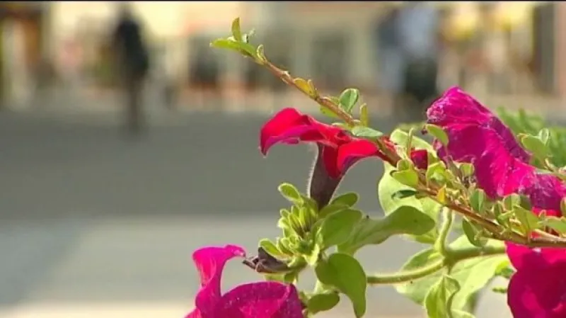 V Olomouci začala letní Flora