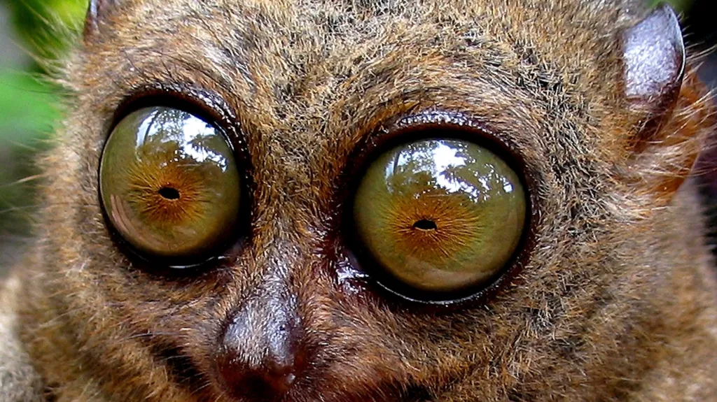 Nártoun má dvakrát větší oči než mozek