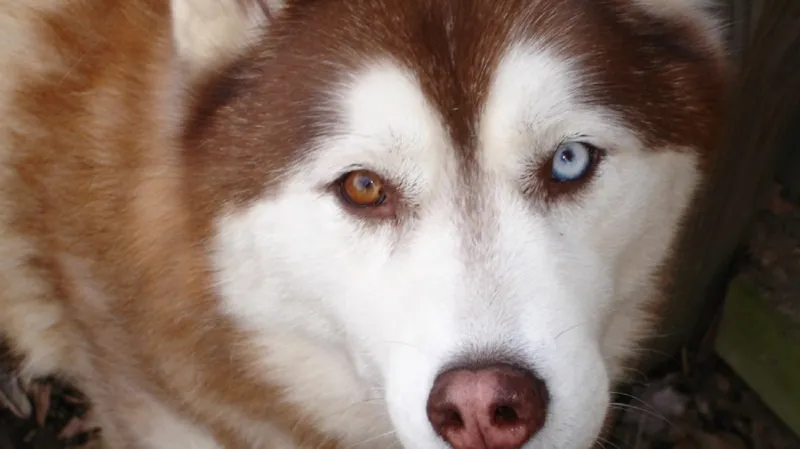 Heterochromie u huskyho