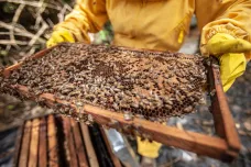 Na Moravě a ve Slezsku letos bude málo medu. Může za to počasí i úhyny včel